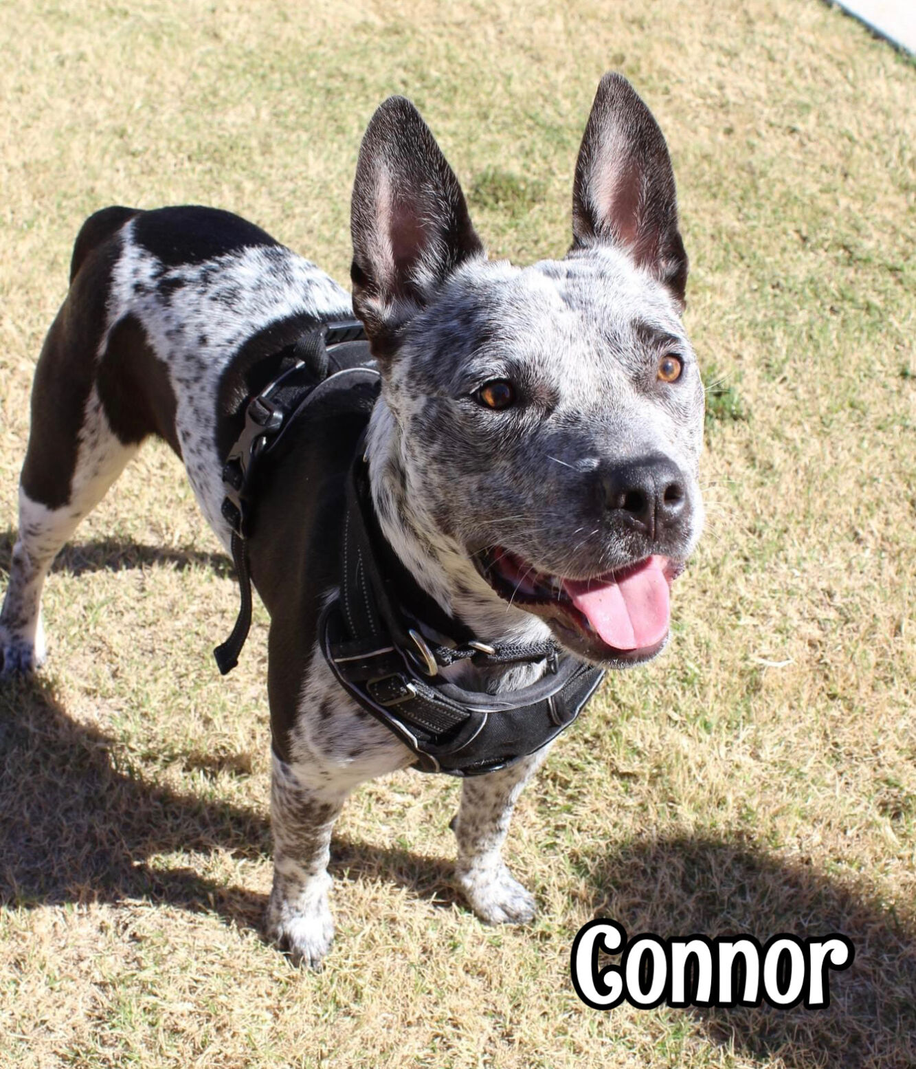 Connor